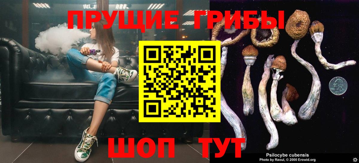 Псилоцибиновые грибы Cubensis Шелехов